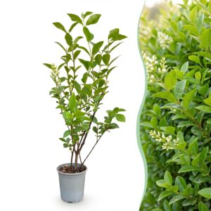 Ligustrum Ovalifolium - Gewone Liguster - Haagplanten - Groenblijvend - Groen - Pot 9Cm - Hoogte 35-45Cm