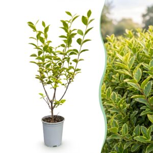 Ligustrum Ovalifolium Aureum - Bontbladige Liguster - Haagplanten - Groenblijvend - Bont - Pot 9Cm - Hoogte 35-45Cm