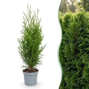 Thuja Occidentalis Smaragd - Levensboom - Haagplanten - Groenblijvend - Groen - Pot 9Cm - Hoogte 20-30Cm