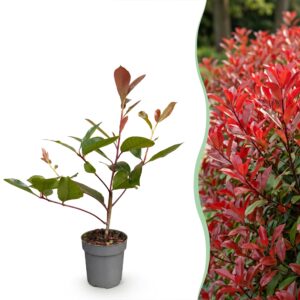 Photinia Fraseri Red Robin - Glansmispel - Haagplanten - Groenblijvend - Rood - Pot 9Cm - Hoogte 25-35Cm