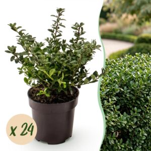 Ilex Crenata Stokes - Japanse Hulst - Haagplanten - Groenblijvend - Groen - Pot 9Cm - Hoogte 20-30Cm