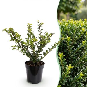 Ilex Crenata Golden Gem - Japanse Hulst - Haagplanten - Groenblijvend - Geel - Pot 9Cm - Hoogte 20-30Cm