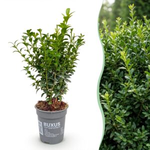 Buxus Sempervirens - Palmboompje - Haagplanten - Groenblijvend - Groen - Pot 9Cm - Hoogte 20-25Cm