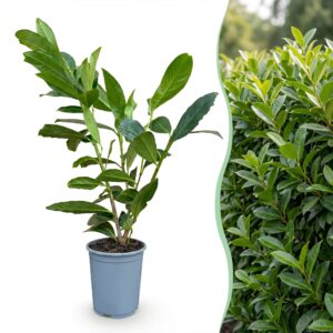 Prunus Laur. Caucasica - Laurierkers - Haagplanten - Groenblijvend - Groen - Pot 9Cm - Hoogte 25-35Cm